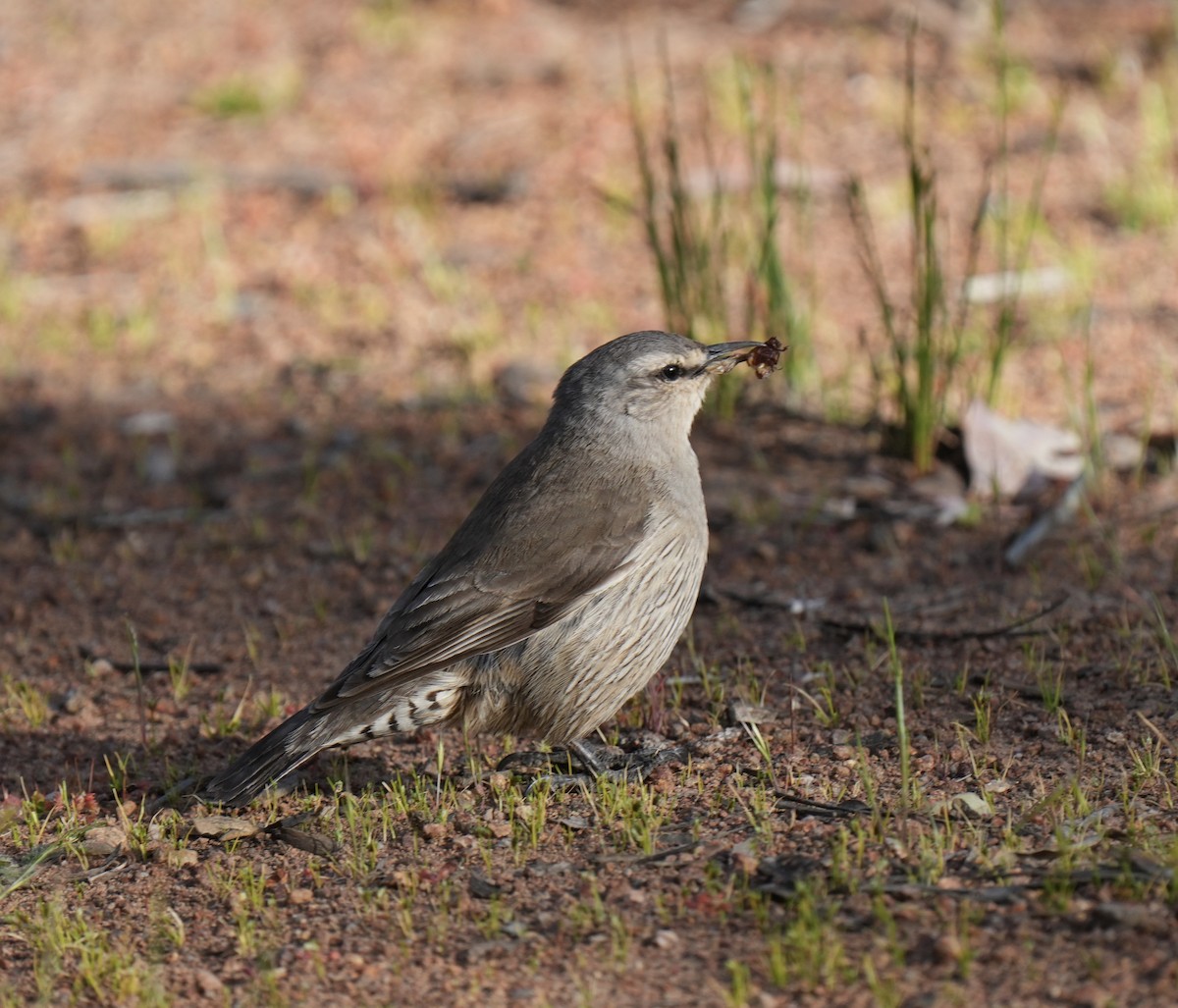 Brown Treecreeper - ML643127817