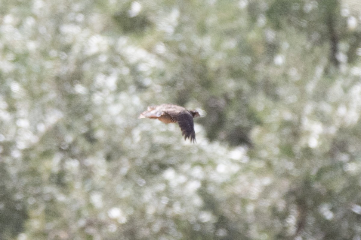 Barbary Partridge - ML643127840