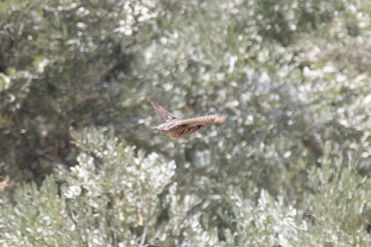 Barbary Partridge - ML643127841