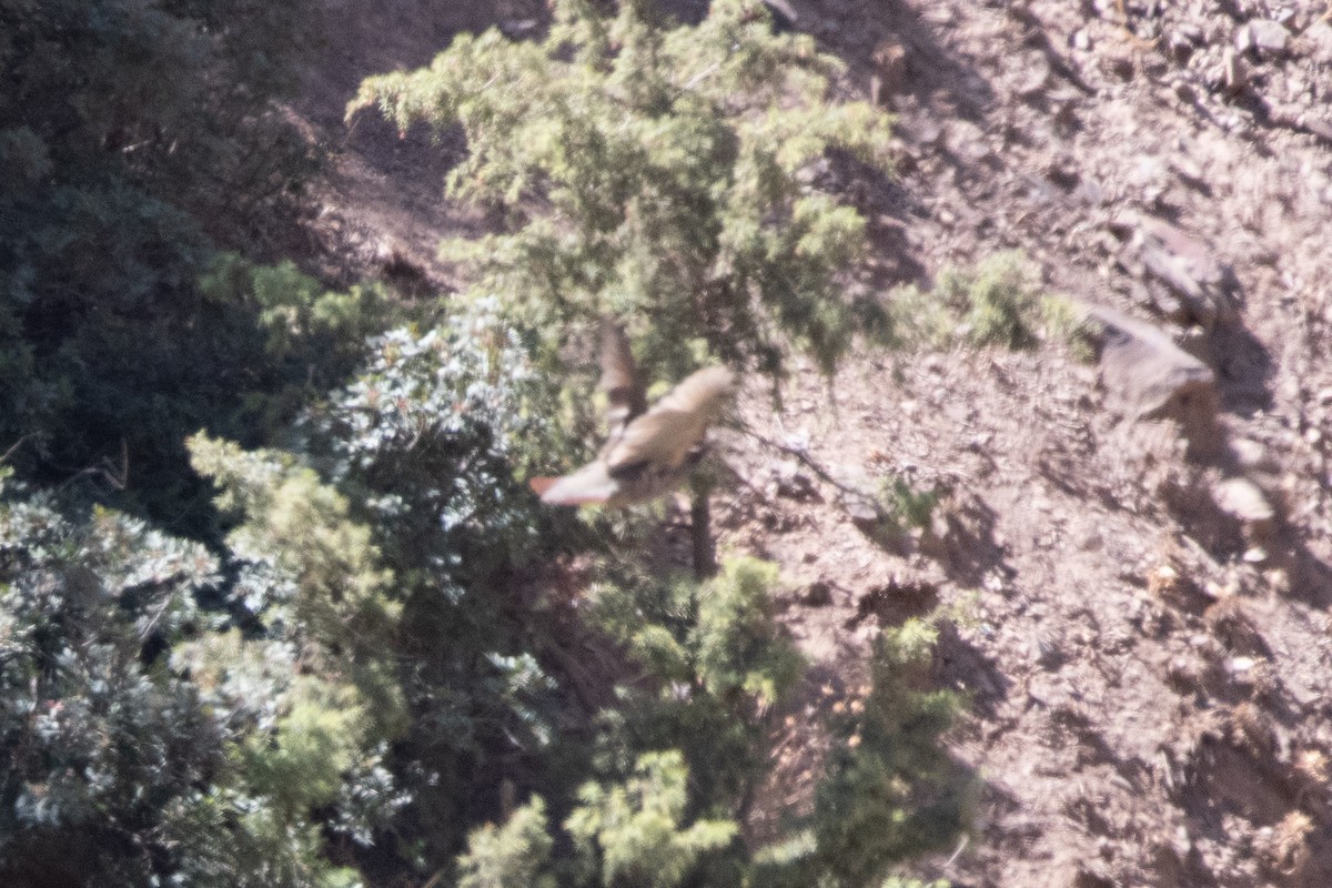 Barbary Partridge - ML643127842