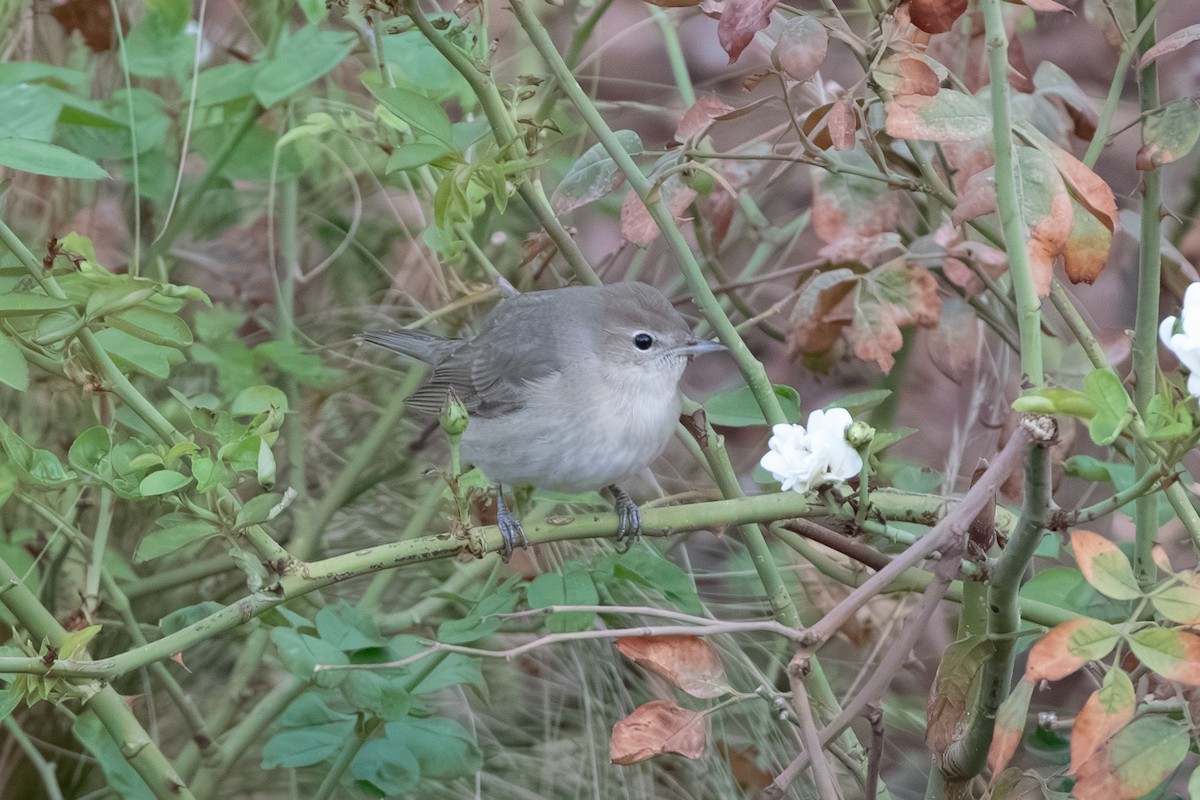 Garden Warbler - ML643127853