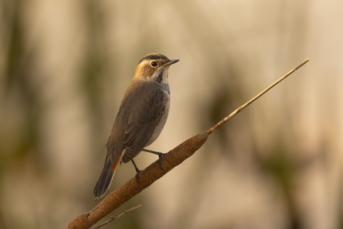 Bluethroat - ML643127857