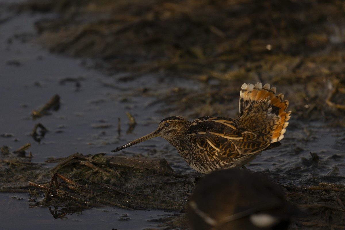Common Snipe - ML643127861