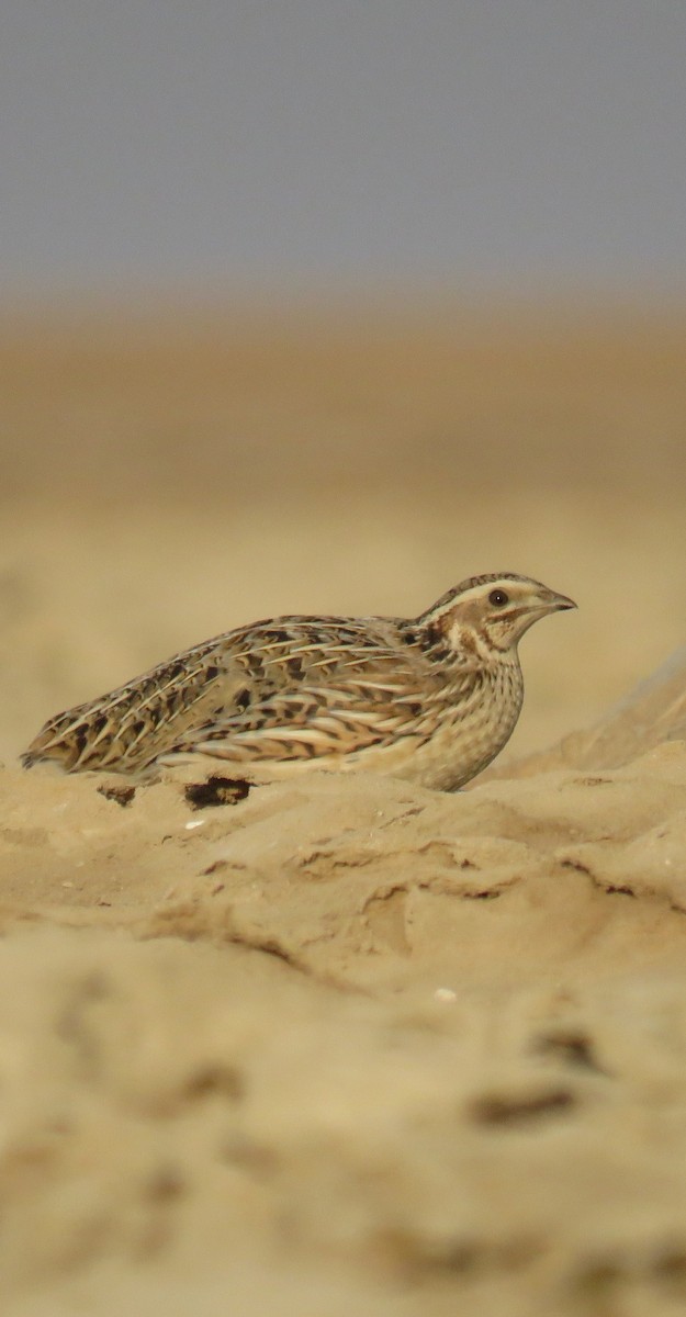 Common Quail - ML643127871