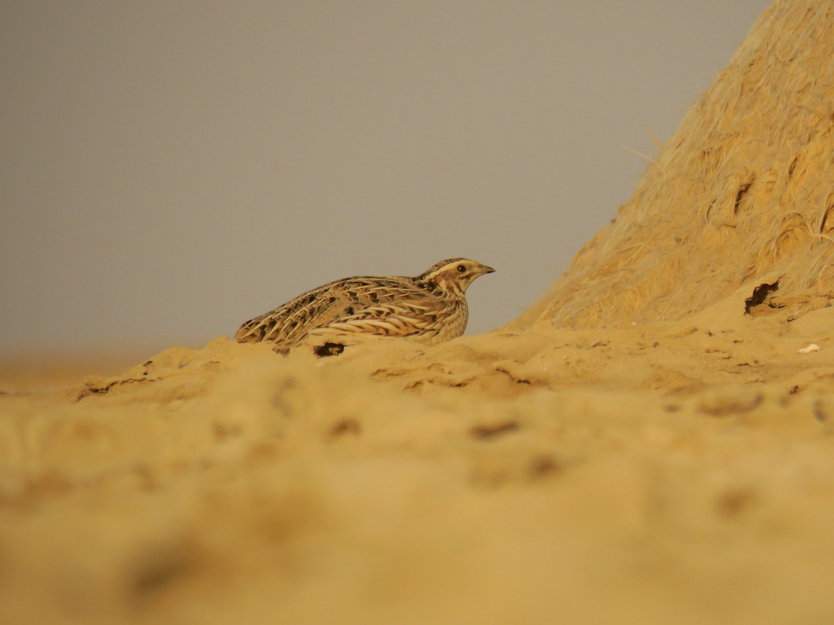 Common Quail - ML643127873