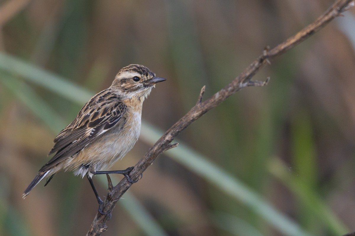 Whinchat - ML643127874