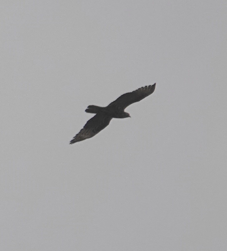 European Honey-buzzard - ML643127880