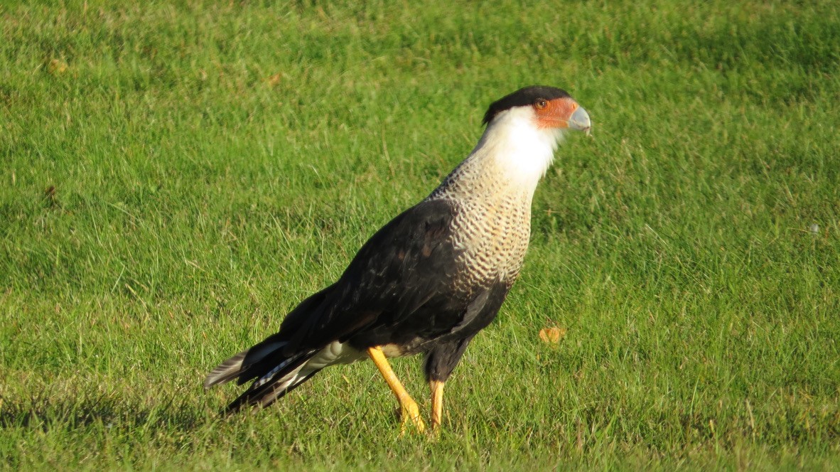 Crested Caracara - ML643127885