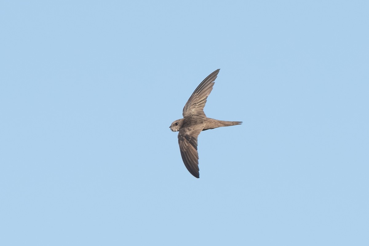 Pallid Swift - ML643127908