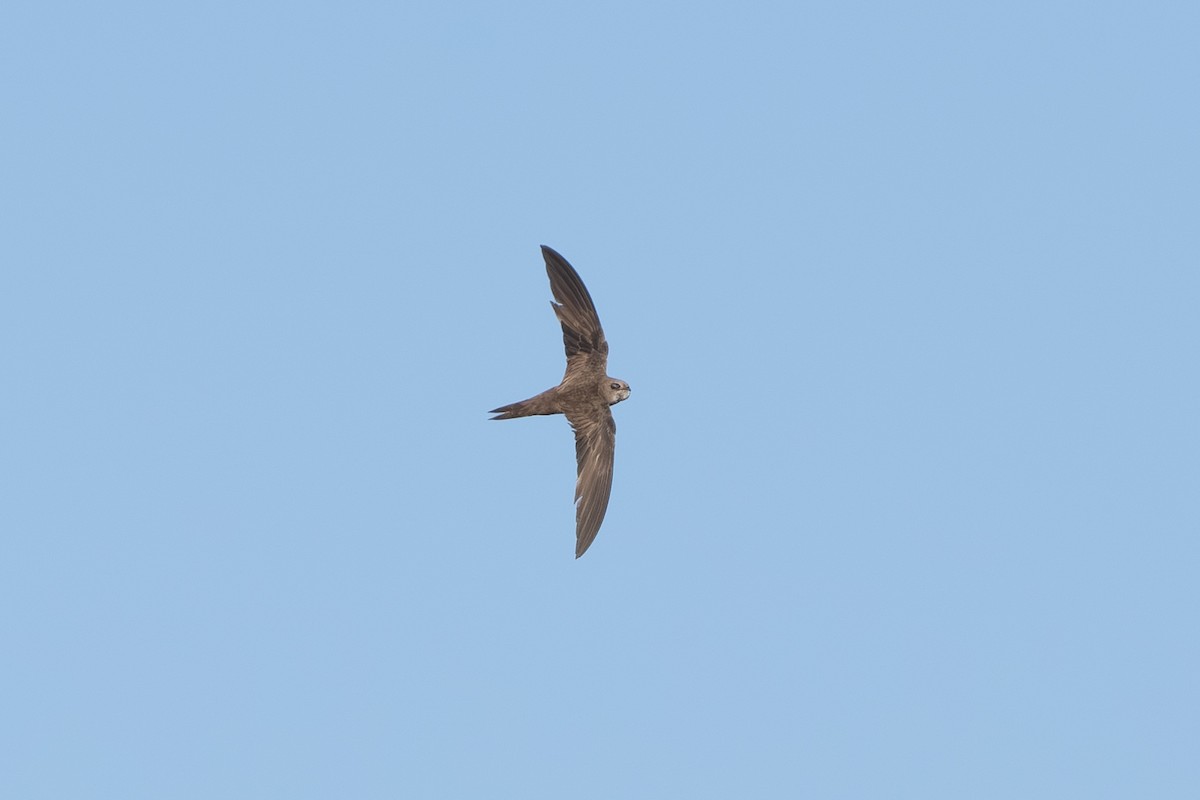 Pallid Swift - ML643127909