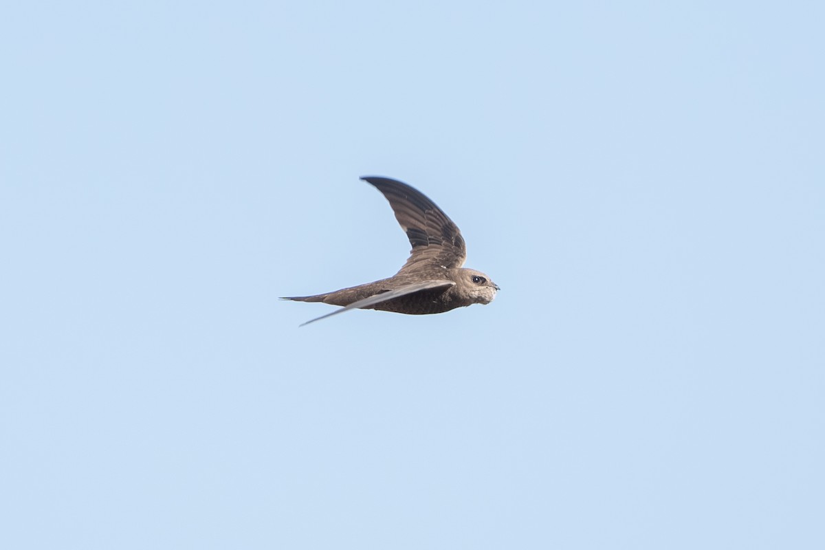 Pallid Swift - ML643127910
