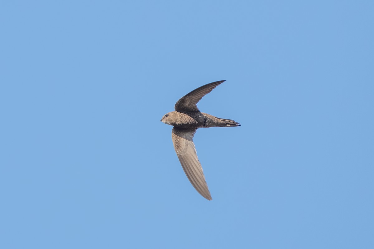 Pallid Swift - ML643127911