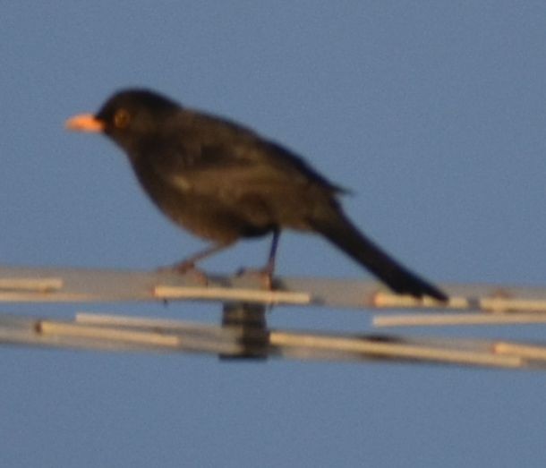 Eurasian Blackbird - ML643127925