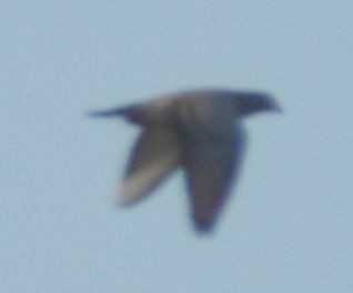 Rock Pigeon (Feral Pigeon) - ML643127929
