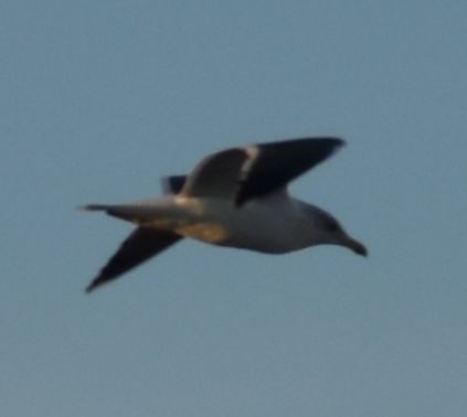 Lesser Black-backed Gull - ML643127937