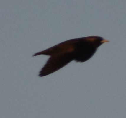 Spotless Starling - ML643127947