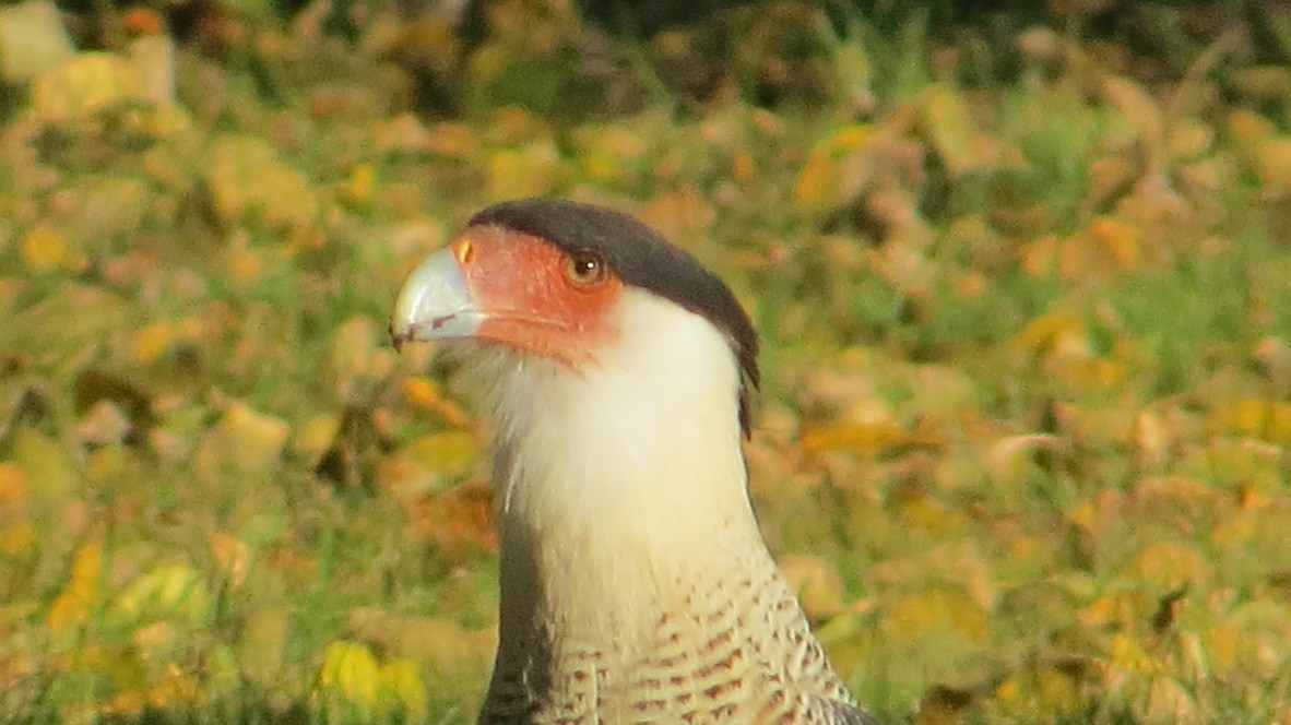 Crested Caracara - ML643127951