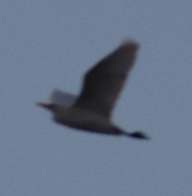 Western Cattle-Egret - ML643127962