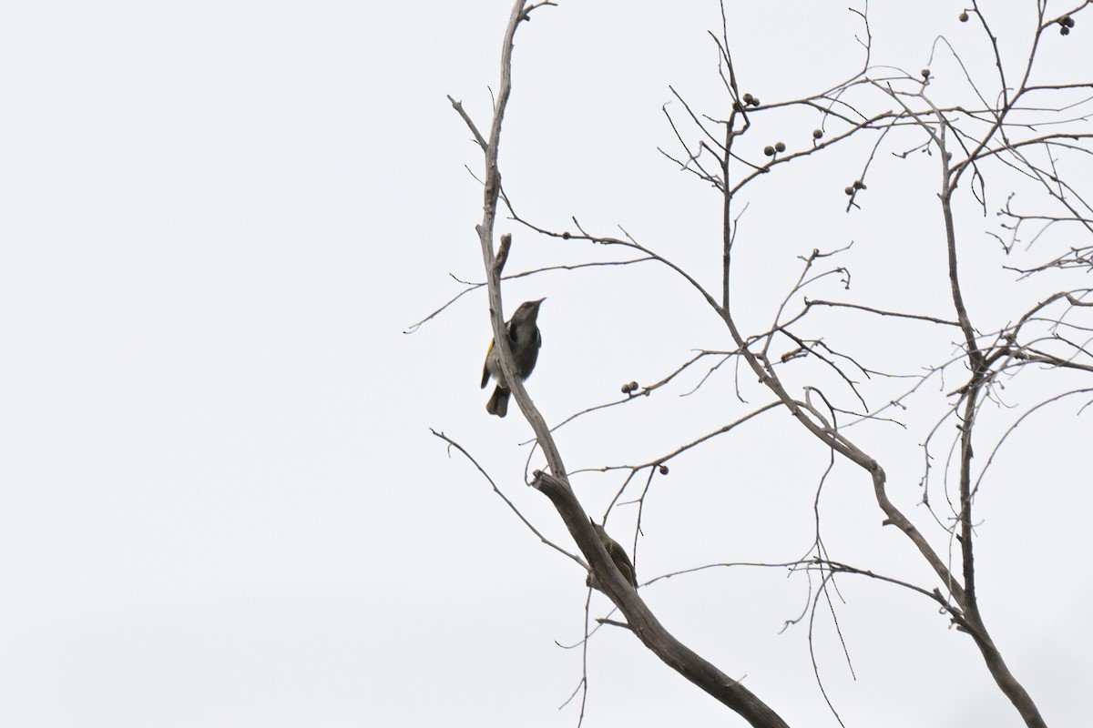 Crescent Honeyeater - ML643127963