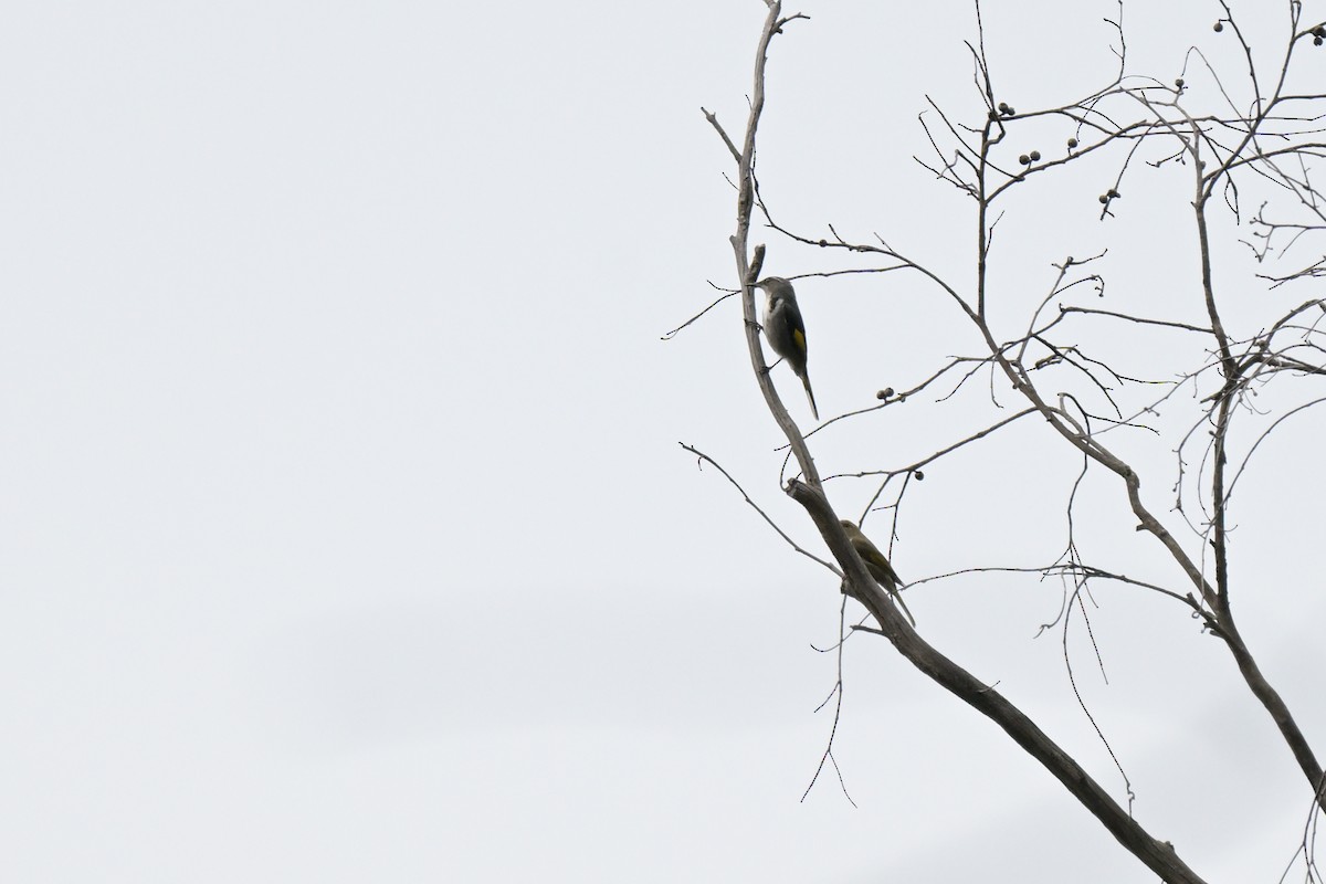Crescent Honeyeater - ML643127972
