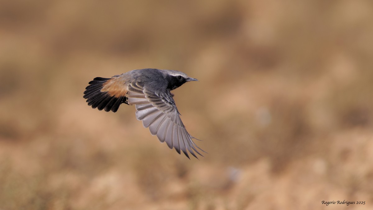 Red-rumped Wheatear - ML643127977