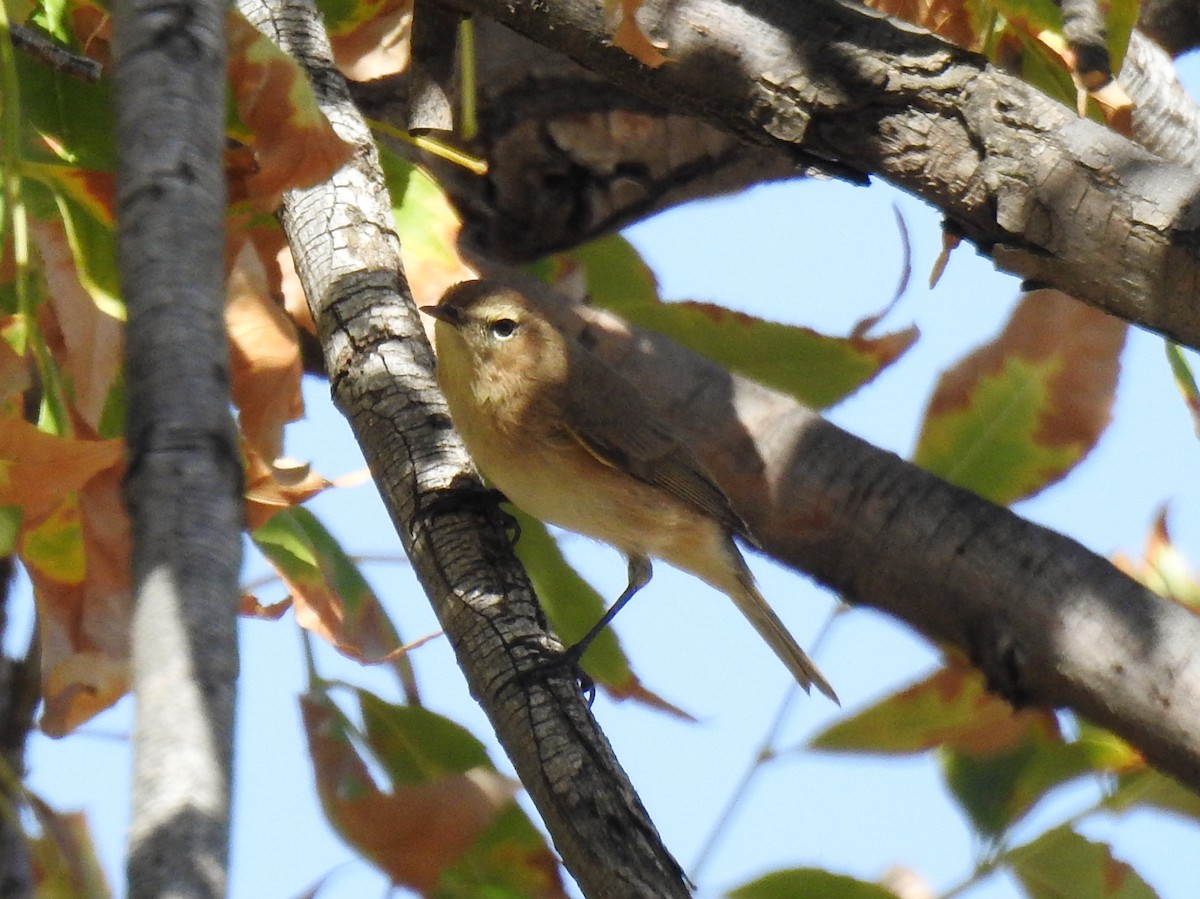 Mountain Chiffchaff - ML643127996