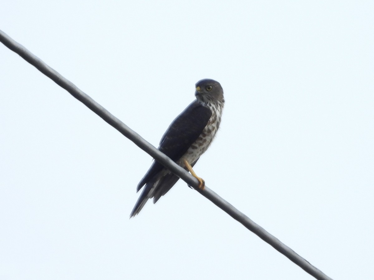 Chinese Sparrowhawk - ML643128006