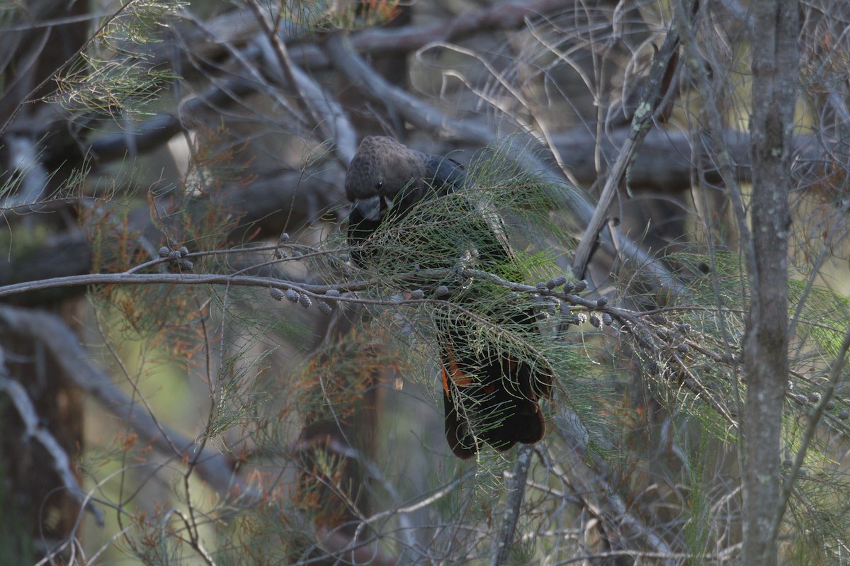 Parlak Siyah Kakadu - ML643128034