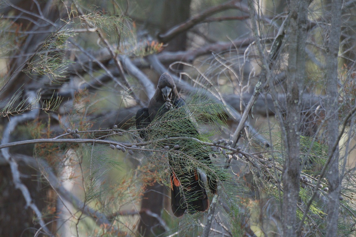 Parlak Siyah Kakadu - ML643128035