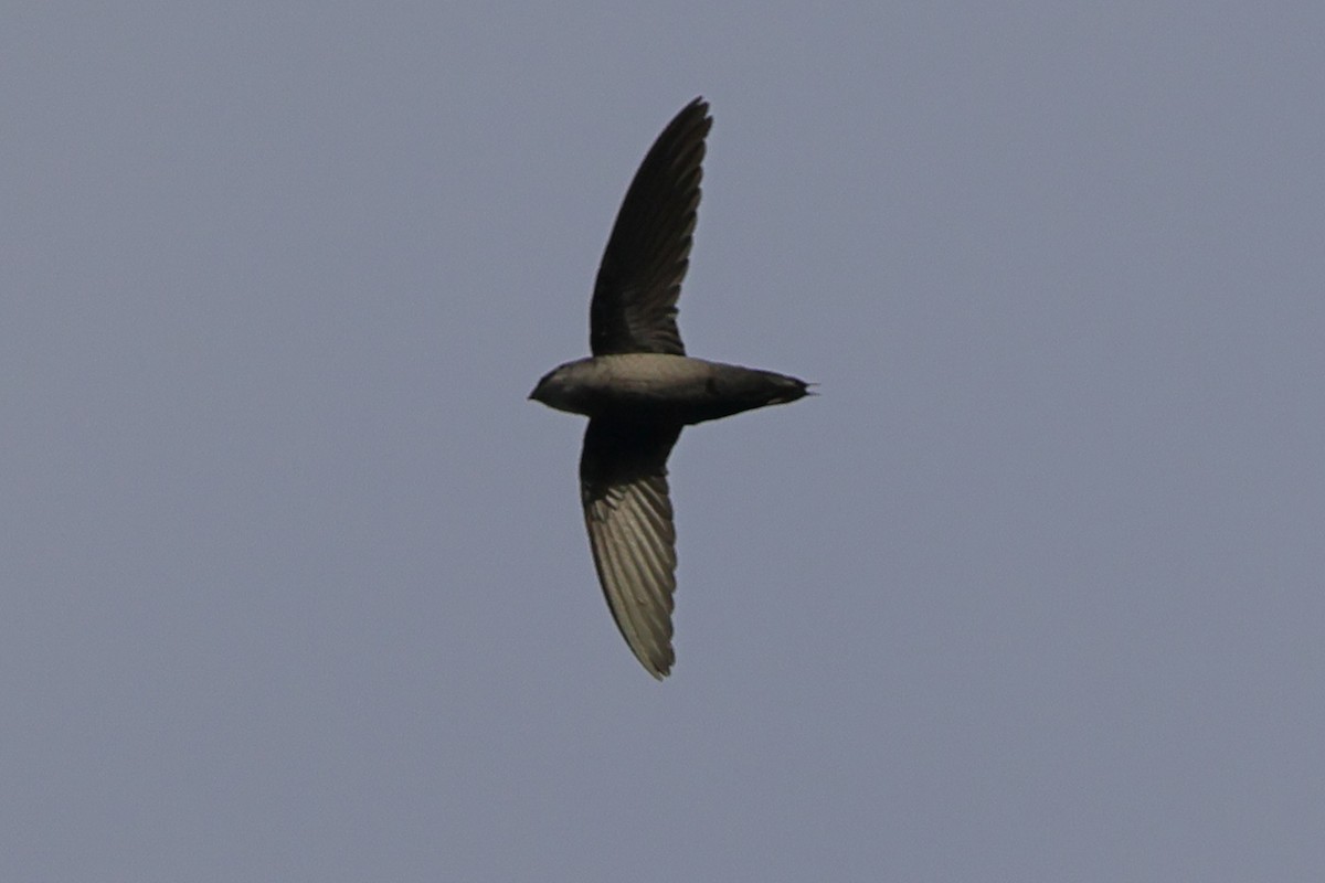 Gray-rumped Swift (Gray-rumped) - ML643128037