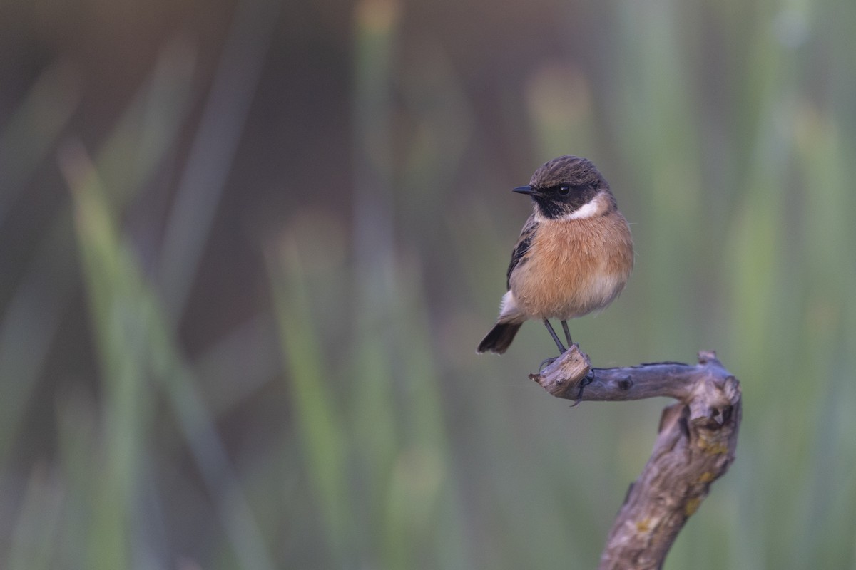 European Stonechat - ML643128038