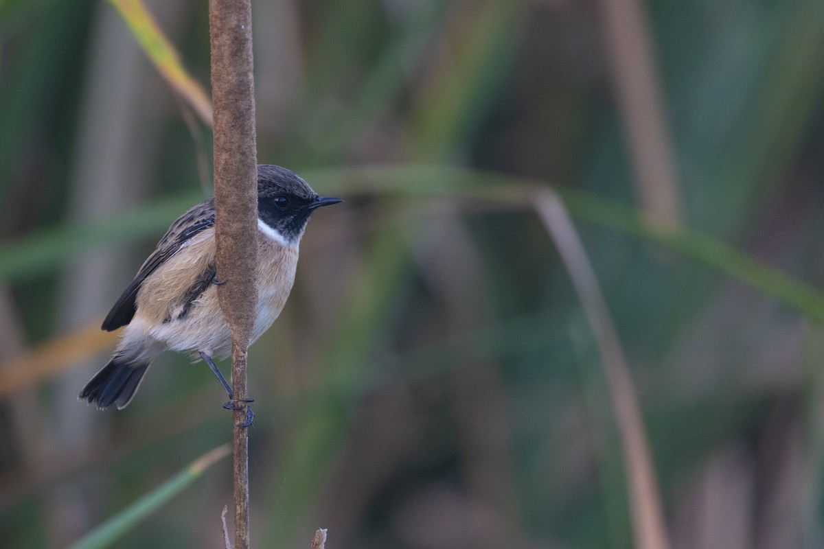 European Stonechat - ML643128039