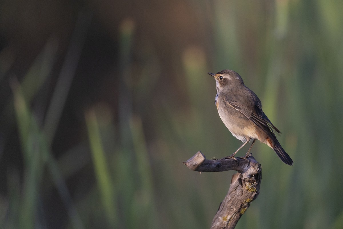 Bluethroat - ML643128046