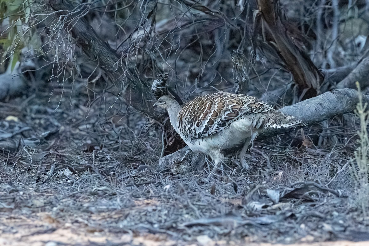 Malleefowl - ML643128047