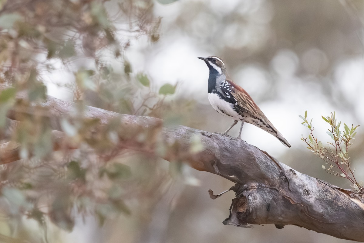 Chestnut Quail-thrush - ML643128049