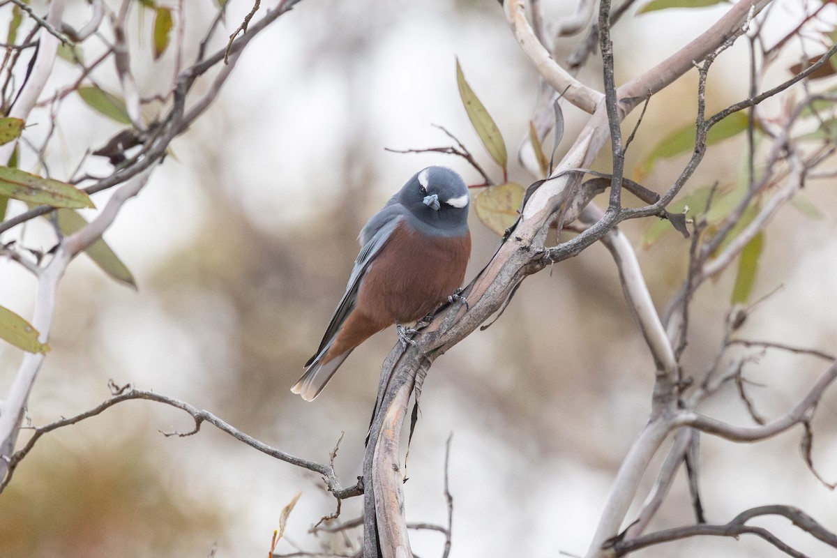 White-browed Woodswallow - ML643128058