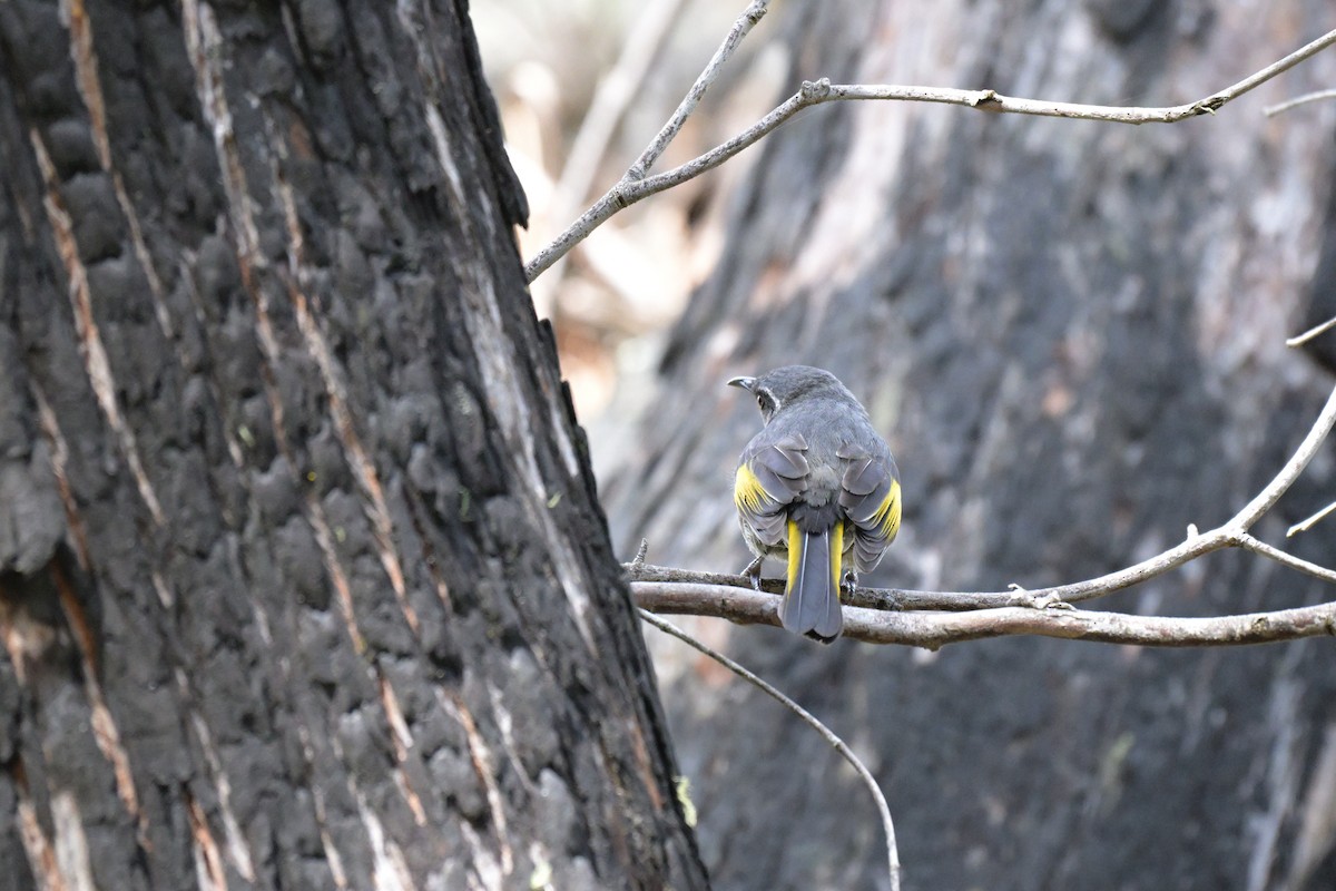 Crescent Honeyeater - ML643128070