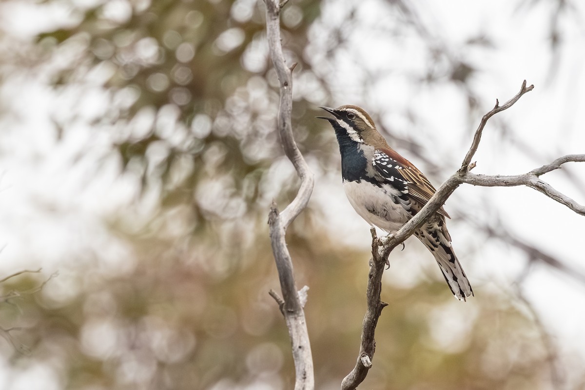 Chestnut Quail-thrush - ML643128073