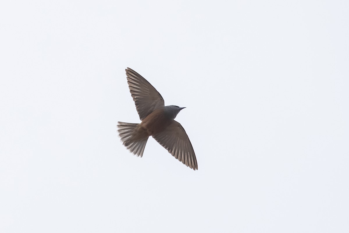 White-browed Woodswallow - ML643128081