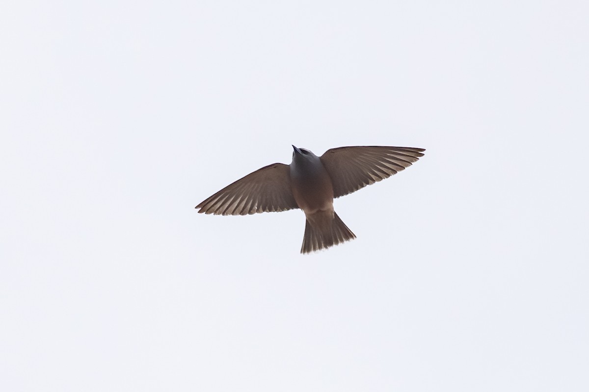 White-browed Woodswallow - ML643128082
