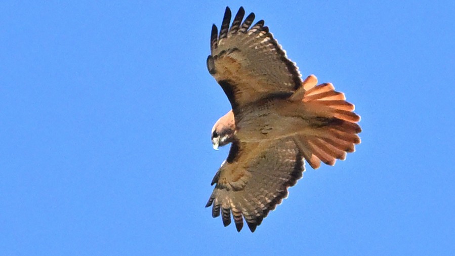 Red-tailed Hawk - ML643128094