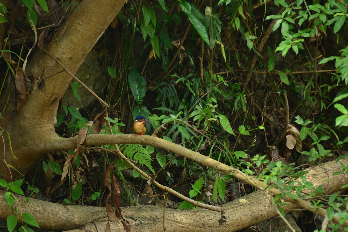 Blue-eared Kingfisher - ML643128112