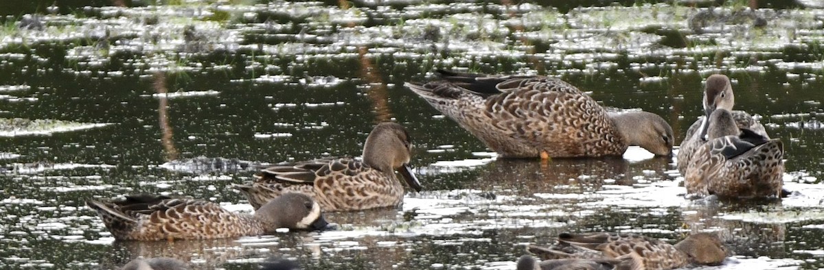 Blue-winged Teal - ML643128137