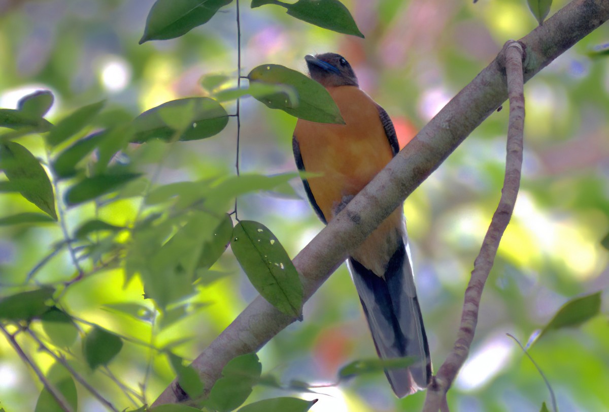 Scarlet-rumped Trogon - ML643128141