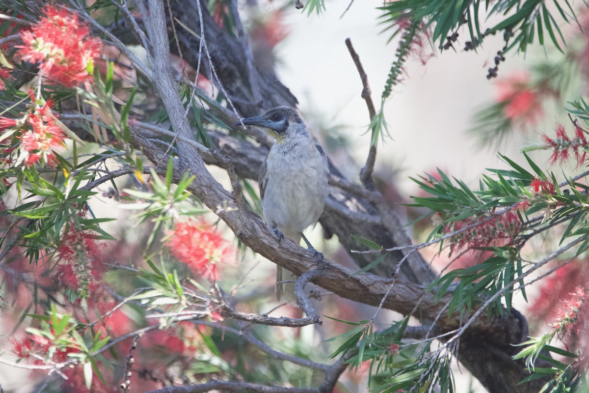 Little Friarbird - ML643128142