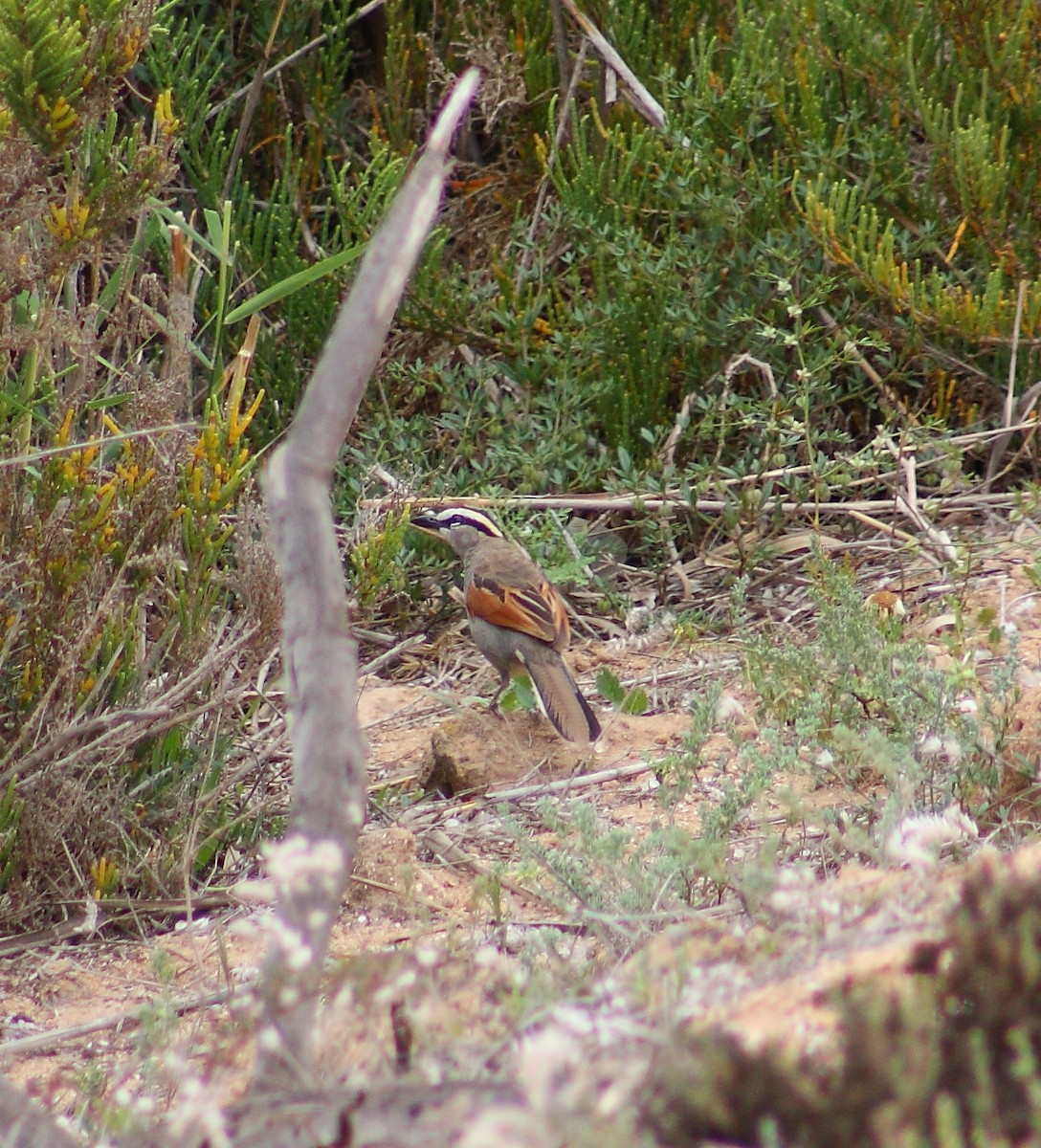 Black-crowned Tchagra - ML643128145