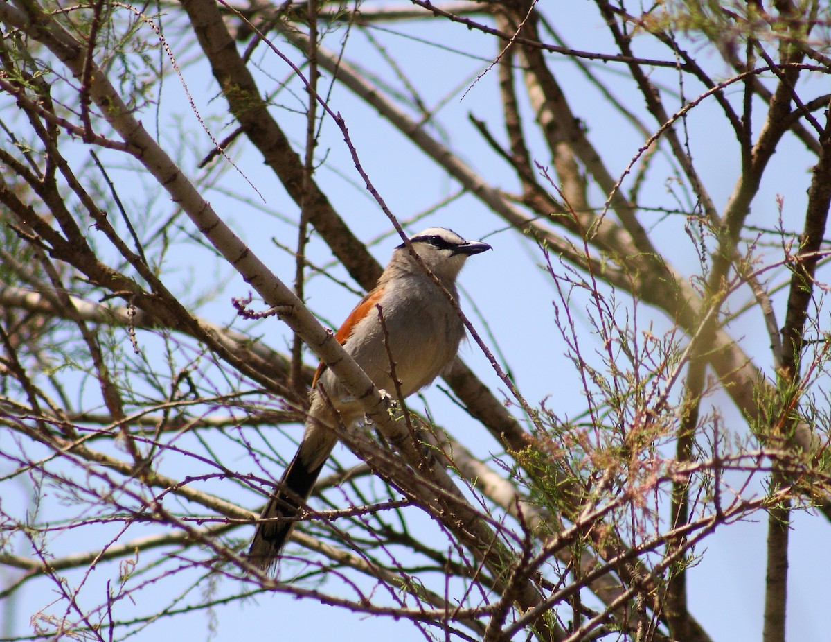 Black-crowned Tchagra - ML643128146