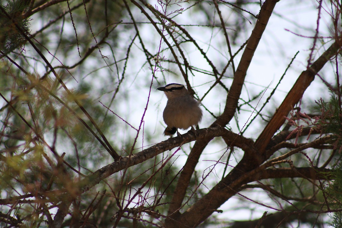Black-crowned Tchagra - ML643128147