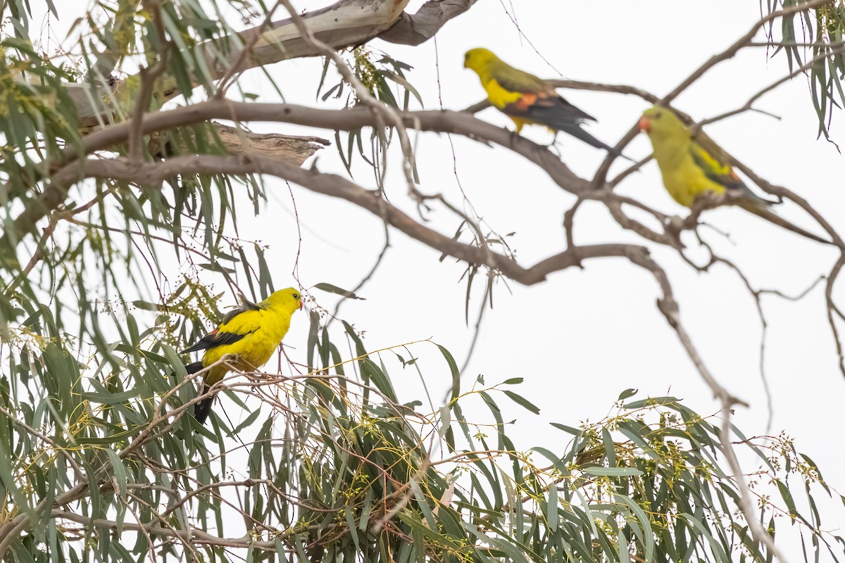 Regent Parrot - ML643128148