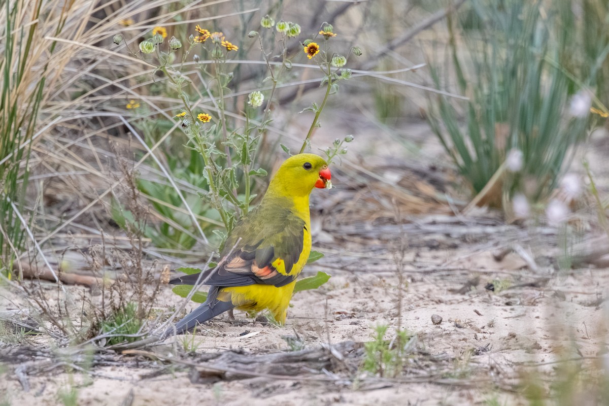 Regent Parrot - ML643128149